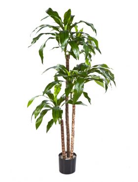 Искусственное растение Драцена Фрагранс h150